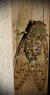 Gold Dust Cicada 2  Cosmopsaltria papuensis,Geotagged,Papua New Guinea,Spring