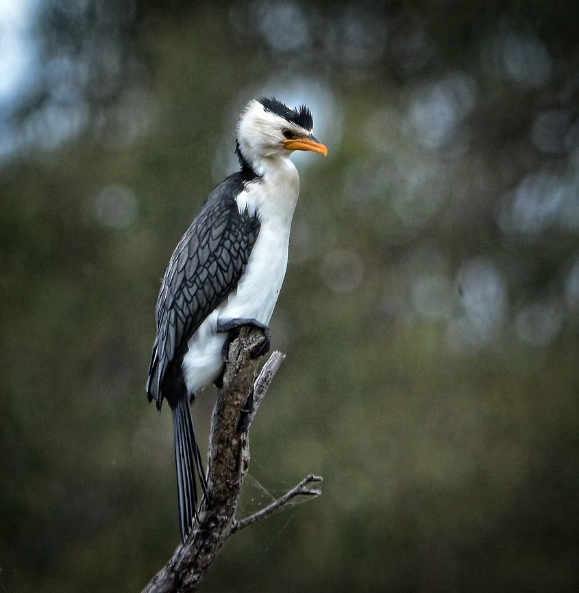 Focused Pied Cormorant Taken on the shores of Lake Samsonvale (QLD) this gorgeous grumpy looking bird perched patiently while I snapped away! Australia,Australian Pied Cormorant,Geotagged,Phalacrocorax varius,Winter