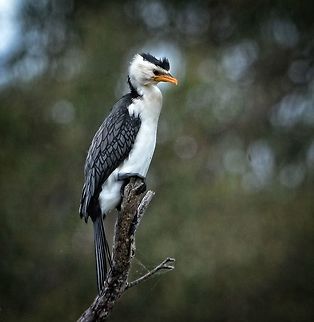Focused Pied Cormorant Taken on the shores of Lake Samsonvale (QLD) this gorgeous grumpy looking bird perched patiently while I snapped away! Australia,Australian Pied Cormorant,Geotagged,Phalacrocorax varius,Winter