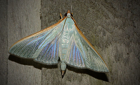 Iridescence  Moths Of Paradise Another exotic moth of Papua new Guinea taken at night in the rain on an oil drilling platform where I had to be careful where I trod because there were hundreds of moths littering the floor dozens of different species from a few millimetres to 15 centimetres across the wingspan! Geotagged,Papua New Guinea,Spring