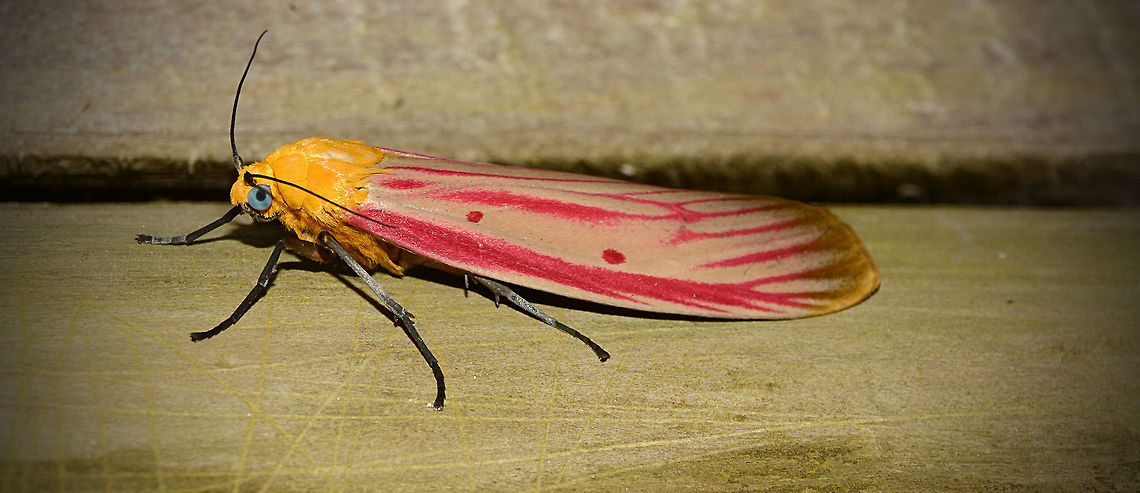 Lions Mane Moth Here is the most colourful of the wonderful moths of Papua New Guinea this guy obviously has no need for camouflage!  Geotagged,Papua New Guinea,Spring