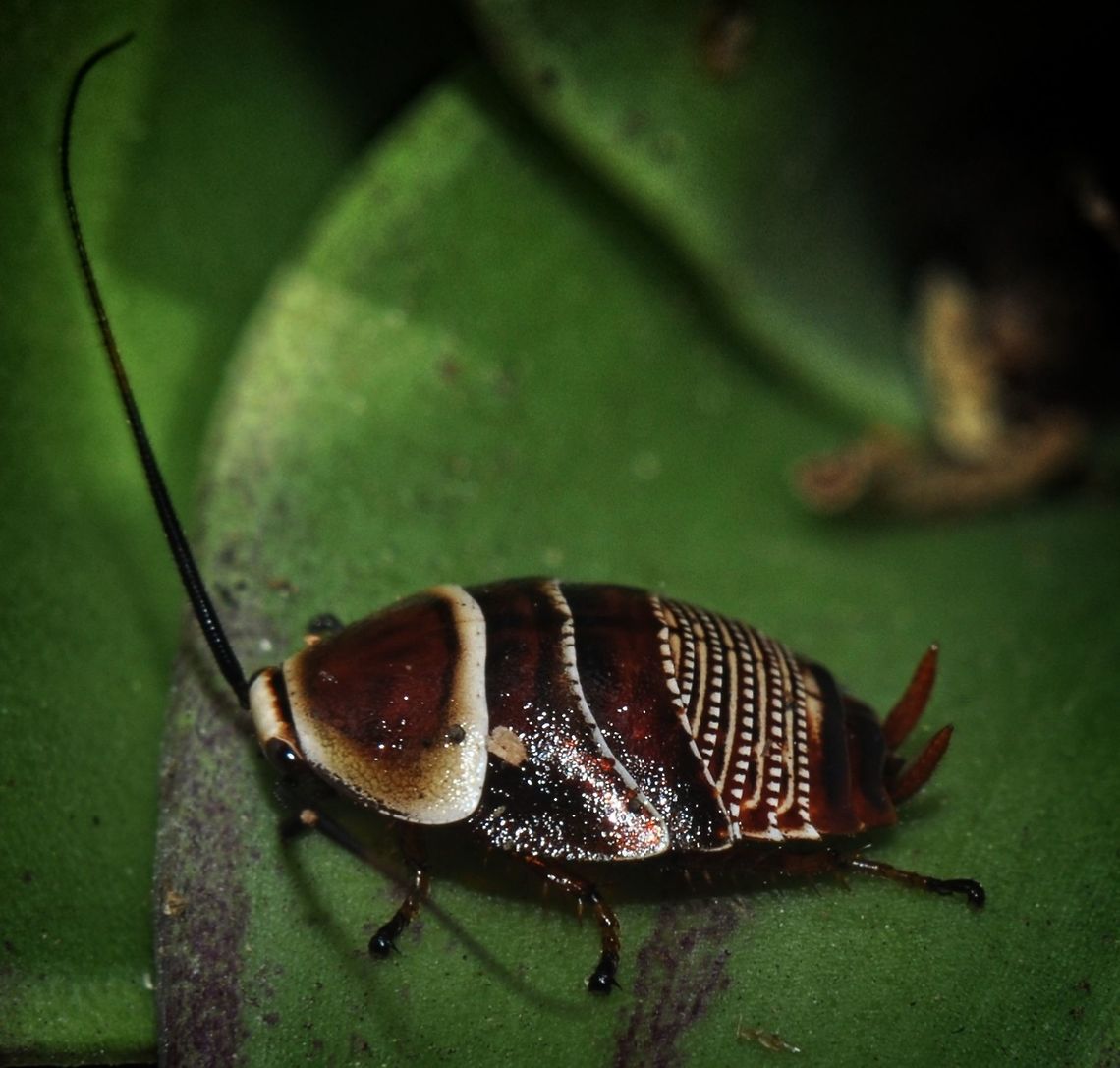 Austral Ellipsidion Nymph A colourful little cockroach out on a walk-about. Austral Ellipsidion Cockroach,Ellipsidion australe