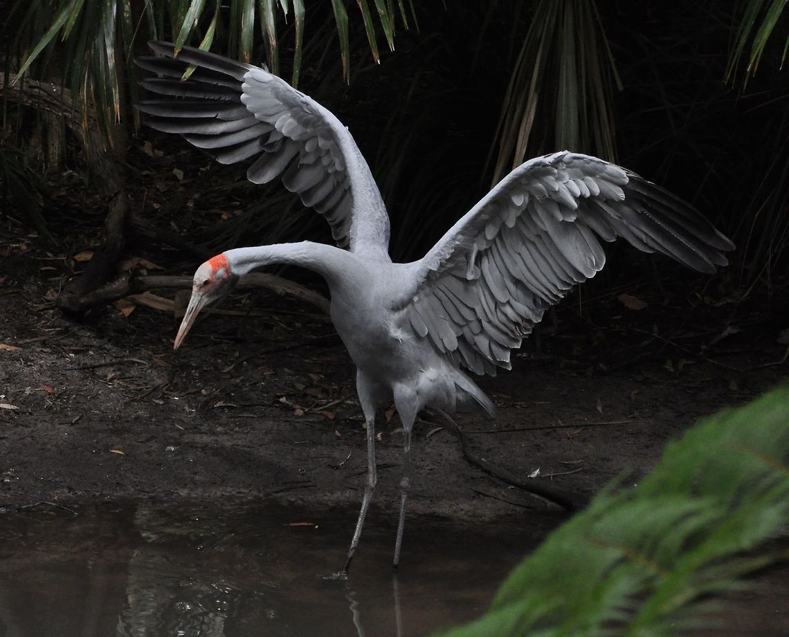 Wings Of A Brolga Taken at Australia zoo this beautiful Brolga was performing a mating ritual but the other Brolga wasn&#039;t to impressed, but I was! Australia,Brolga,Geotagged,Grus rubicunda,Winter