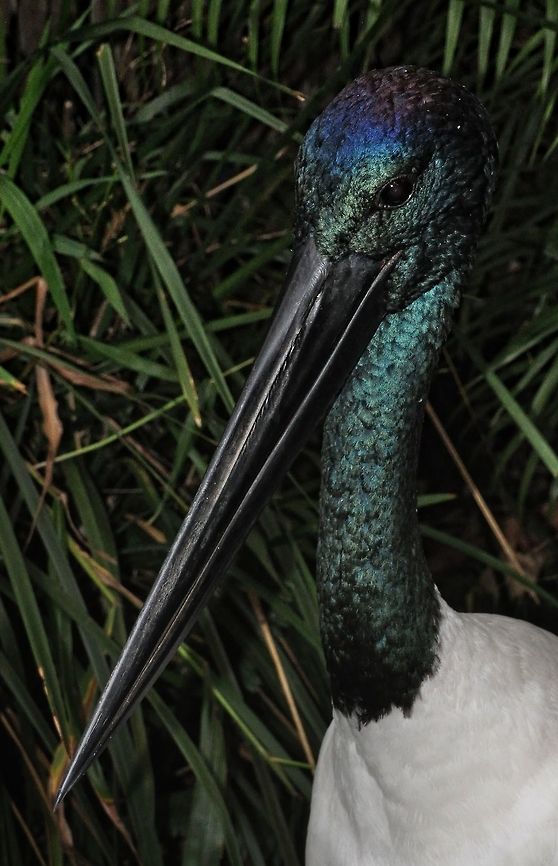 Jabiru I just love the metallic iridescence of this majestic bird. Jabiru,Jabiru mycteria
