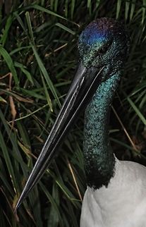 Jabiru I just love the metallic iridescence of this majestic bird. Jabiru,Jabiru mycteria