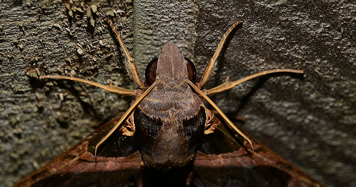 Daphnis moorei close up Once again this beautiful moth from a different view. Daphnis moorei,Geotagged,Papua New Guinea,Spring