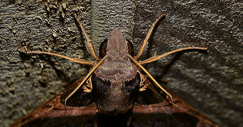 Daphnis moorei close up Once again this beautiful moth from a different view. Daphnis moorei,Geotagged,Papua New Guinea,Spring