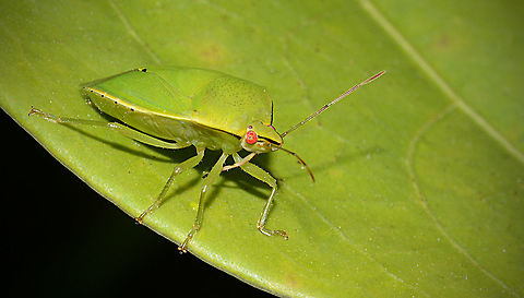 Sap Sucker This looks similar to an Australian Citrus bug. Geotagged,Papua New Guinea,Spring