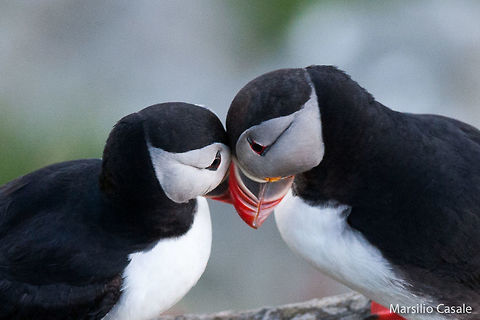 "My darling..."  Atlantic Puffin,Fratercula arctica,Geotagged,Norway,Runde,Spring