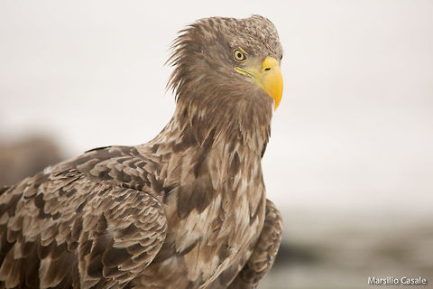 Regal  Geotagged,Haliaeetus albicilla,Hungary,White-tailed Eagle,adult,eagle,hortobagy,hungary
