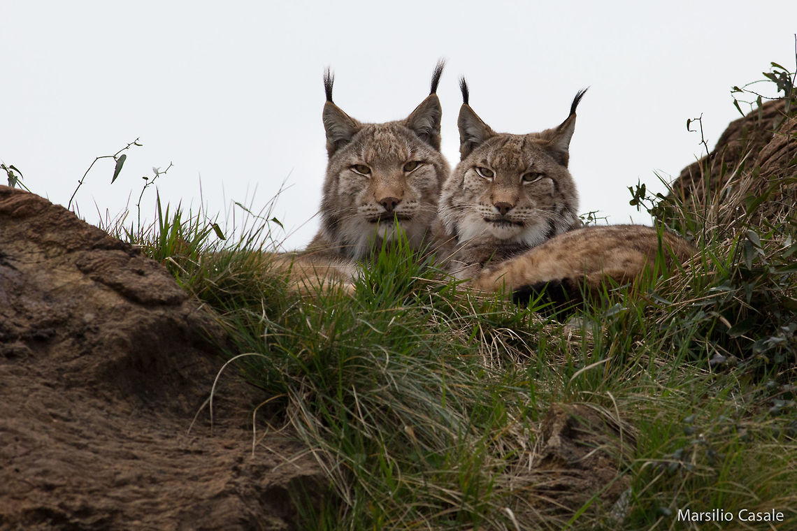 Couple  Eurasian Lynx,Eurasian lynx,Geotagged,Lynx lynx,Spain,lynx