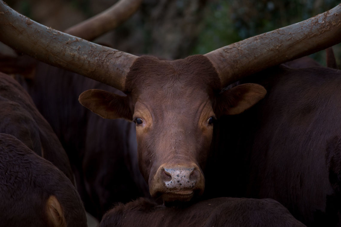 Watussi  Ankole Longhorn,Ankole-Watusi,Bos primigenius taurus,Cattle,Geotagged,Spain,buffalo watussi