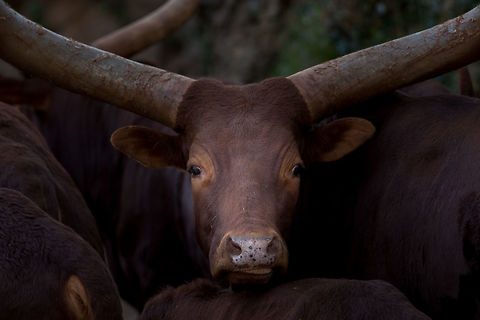 Watussi  Ankole Longhorn,Ankole-Watusi,Bos primigenius taurus,Cattle,Geotagged,Spain,buffalo watussi