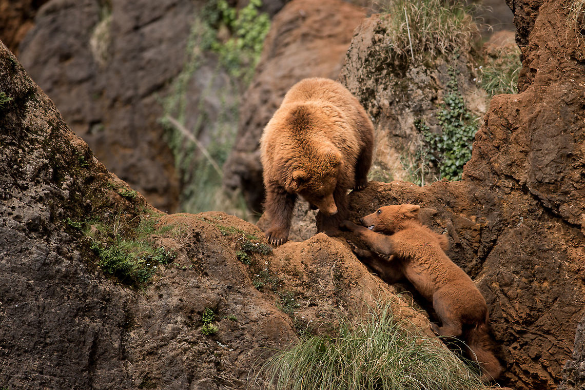 "Come to mama..."  Brown bear,Geotagged,Spain,Ursus arctos,bear,brown bear