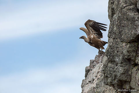 Lift off  Geotagged,Griffon Vulture,Gyps fulvus,Spain