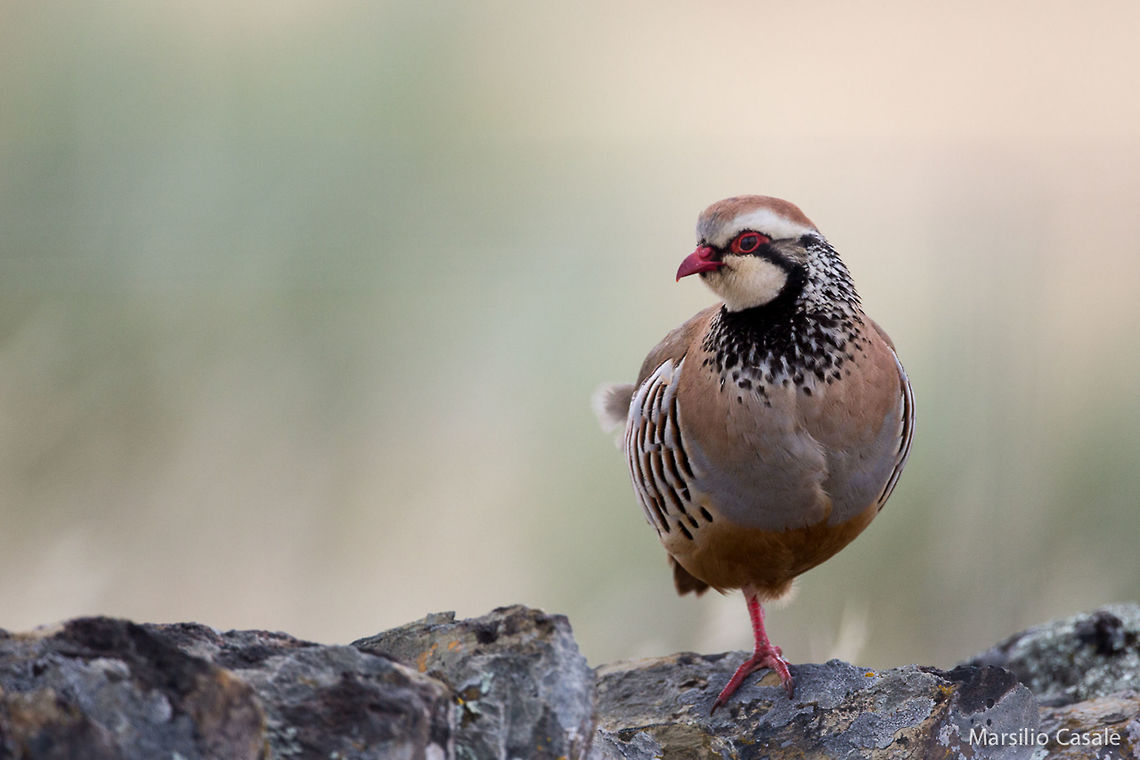 On one leg  Alectoris rufa,Geotagged,Red-legged partridge,Spain,red-legged partridge