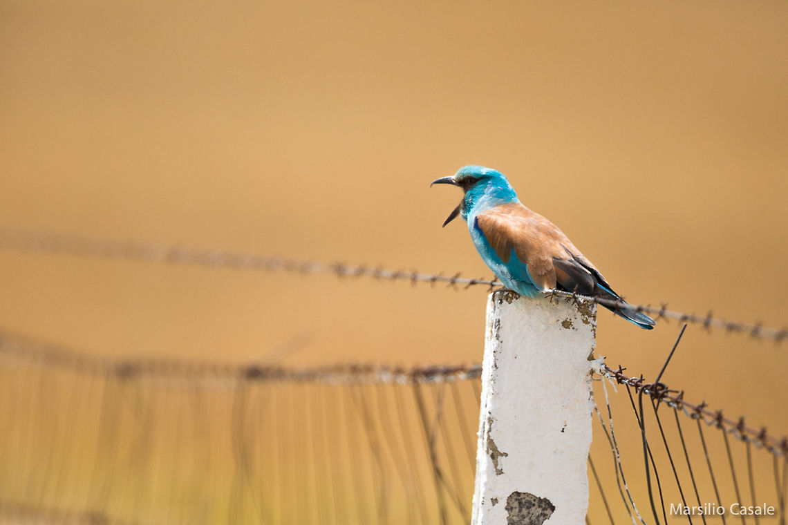 Colorful singer  Coracias garrulus,European Roller,Geotagged,Spain,bird