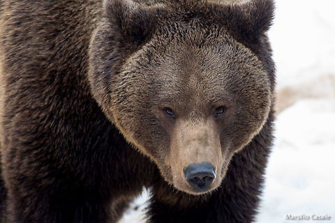Portrait Brown bear Brown bear,Ursus arctos,bear