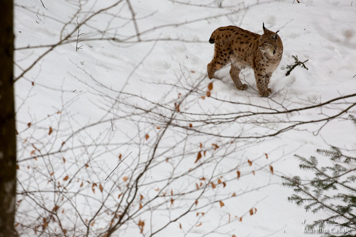 Lynx Eurasian lynx Eurasian lynx,Lynx lynx,lynx,snow,wildlife