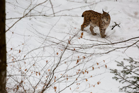 Lynx Eurasian lynx Eurasian lynx,Lynx lynx,lynx,snow,wildlife