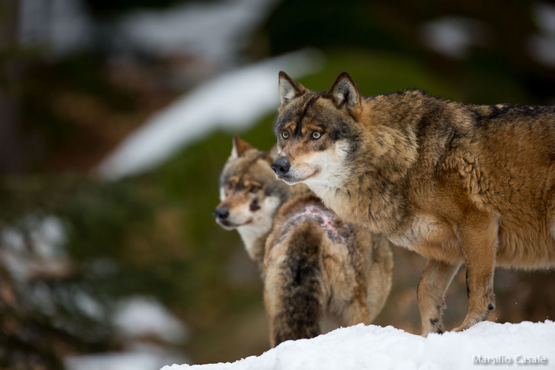 Attention A couple of wolves out of the bunch Canis lupus lupus,Eurasian Wolf,forest,snow,wildlife,wolf