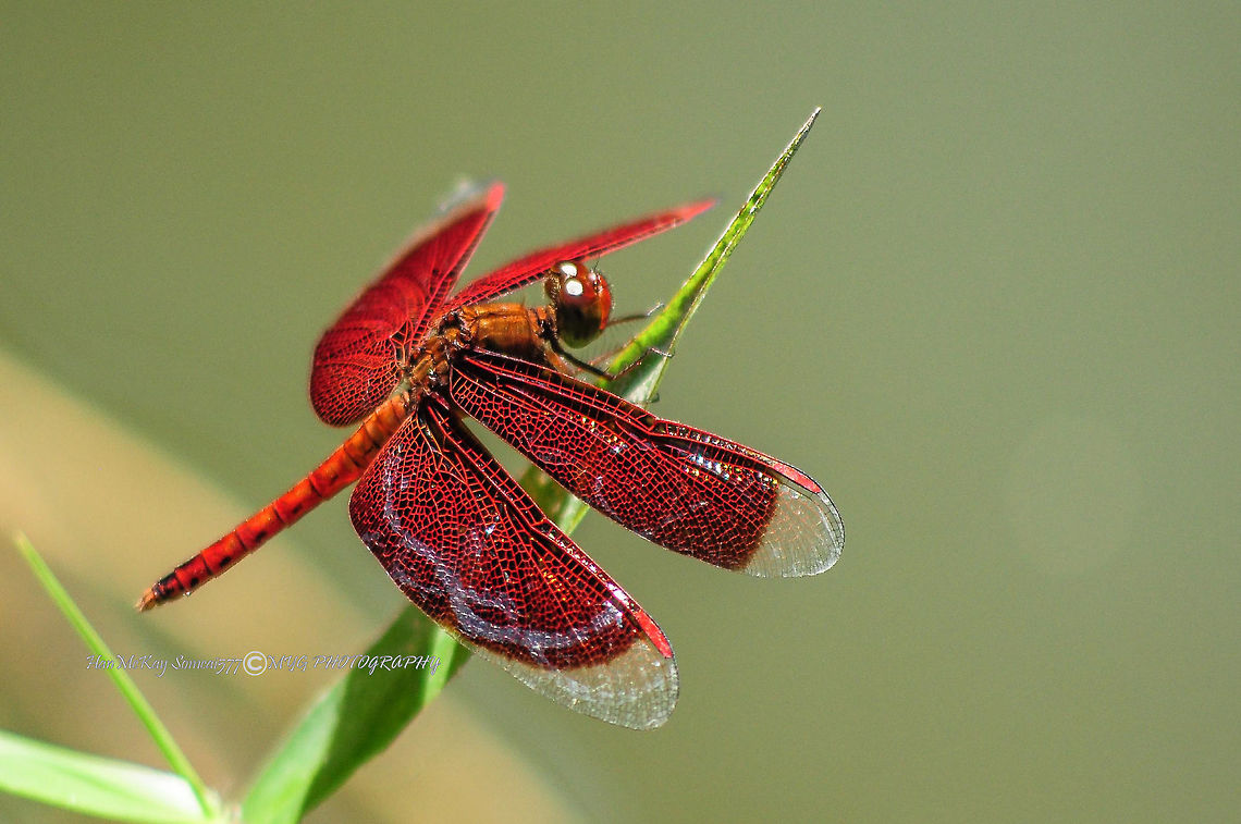 Dragonfly rest Malaysia,Neurothemis fluctuans,Red Grasshawk<br />
The Red Grasshawk, also known as Common Parasol, and Grasshawk dragonfly, (Neurothemis fluctuans) is a species of dragonfly in the family Libellulidae. It is widespread in many Asian countries..<br />
<br />
Nikon D90<br />
AF NIKKOR<br />
1/800 sec at f/5.6<br />
ISO-400<br />
210mm (70-210mm f/4.0-5.6) Geotagged,Malaysia,Neurothemis fluctuans,Red Grasshawk
