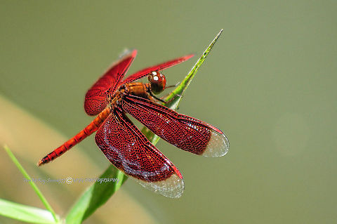 Dragonfly rest Malaysia,Neurothemis fluctuans,Red Grasshawk
The Red Grasshawk, also known as Common Parasol, and Grasshawk dragonfly, (Neurothemis fluctuans) is a species of dragonfly in the family Libellulidae. It is widespread in many Asian countries..

Nikon D90
AF NIKKOR
1/800 sec at f/5.6
ISO-400
210mm (70-210mm f/4.0-5.6) Geotagged,Malaysia,Neurothemis fluctuans,Red Grasshawk