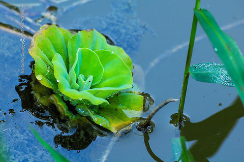 Aquatic plant Introduction Kiambang or botanical name, Pistia stratiotes L. aquatic plants in the family is the araceae yam. Salvinia live floating on the water surface that do not have current flowing movement or calm as a lake, mines, ponds, marshes, ditches, canals and paddy fields. It has a capillary roots dangling into the water, which serves as a nutrient sink.

Nikon D90
AF NIKKOR
1/80 sec at f/9.0
ISO-400
210mm (70-210mm f/4.0-5.6) Geotagged,Malaysia