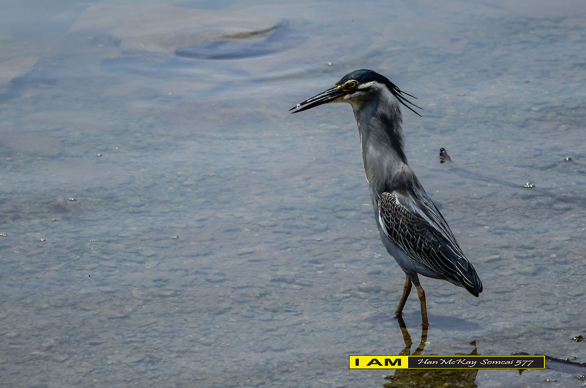 Heron Striated heron (Striated Heron, Mangrove Heron or Little Heron) is a type of heron who migrated from North to South. This bird is a protected animal and hunting requires a hunting license. Its scientific name is Butorides striatus. It is quite shy and quiet most of the time. Gray, brownish colored young and clear line on their chests, their feet turned from yellow to reddish. This species is a species Heron (Puchong) most widely spread in Malaysia.<br />
<br />
Nikon D7000<br />
AF NIKKOR<br />
1/640 sec at f/5.6<br />
ISO-100<br />
210mm (70-210mm f/4.0-5.6)<br />
<br />
 Butorides striata,Geotagged,Malaysia,Striated heron