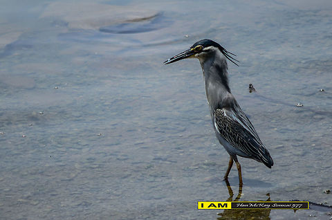 Heron Striated heron (Striated Heron, Mangrove Heron or Little Heron) is a type of heron who migrated from North to South. This bird is a protected animal and hunting requires a hunting license. Its scientific name is Butorides striatus. It is quite shy and quiet most of the time. Gray, brownish colored young and clear line on their chests, their feet turned from yellow to reddish. This species is a species Heron (Puchong) most widely spread in Malaysia.

Nikon D7000
AF NIKKOR
1/640 sec at f/5.6
ISO-100
210mm (70-210mm f/4.0-5.6)

 Butorides striata,Geotagged,Malaysia,Striated heron