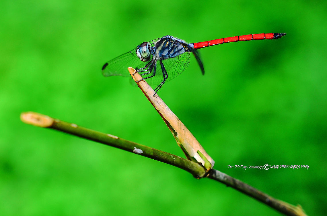 Red rest Orthetrum pruinosum clelia<br />
<br />
D7000<br />
AF NIKKOR<br />
1/800 sec at f/4<br />
ISO-200<br />
50mm (35-70mm f/3.3-4.5) Geotagged,Lathrecista asiatica,Malaysia