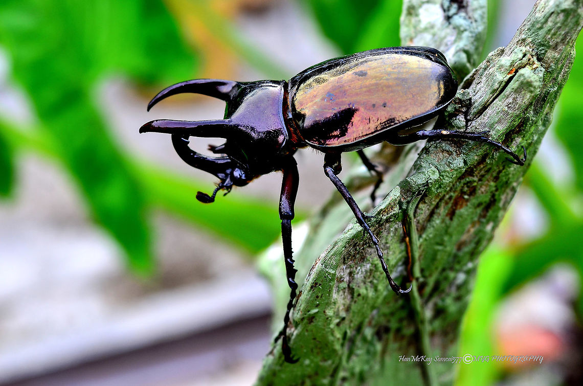 Tanduk Kumbang Tanduk (English: Atlas beetle), scientific name Chalcosoma atlas, is a beetle species found in Asia, especially Malaysia, known for its size (25-130 mm). Like most other insect species, the males are larger than females and males will often fight each other for females mating.<br />
<br />
D7000<br />
AF NIKKOR<br />
1/30 sec at f/7.1<br />
ISO-200<br />
55mm (35-70mm f/3.3-4.5) Atlas beetle,Chalcosoma atlas,Geotagged,Malaysia