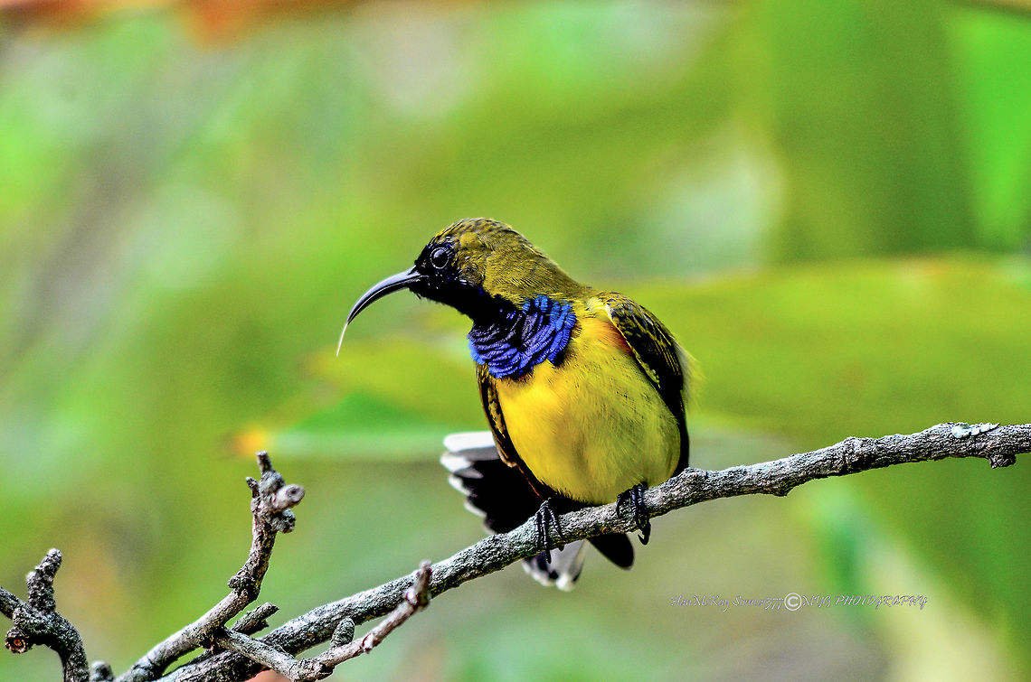 Olive backed Sunbird The Olive-backed is tiny, more roundish with a shorter tail measuring only 11 cm long. The upper part is olive green which earns the bird its name. More significant would be the under part in bright yellow. The iridescent portion on this bird would be its fore head, throat and upper breast in blue-black. all these seen but that iridescent effect seen only in bright day light. On the male bird, there is actually an irregular thin rufous border to the black bib. Then, typical of all female Sunbird, this one also has plain colors.<br />
This is a bird from the Andaman, South and south-west China, Greater Sundas, then the Philippines down to northern Australia. In Malaysia, no problem to see the bird. nearly all urban garden would have them visiting. Cinnyris jugularis,Olive-backed Sunbird