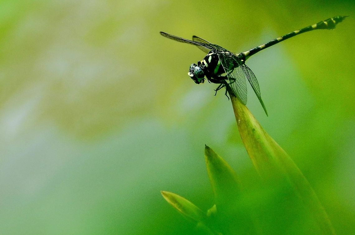 Ictinogomphus decoratus This large dragonfly is perhaps the most commonly seen member of the family Gomphidae in its range which spreads from China, Indochina, Thailand and Peninsular Malaysia, to Indonesia, Borneo and the Philippines.<br />
It breeds in open standing water like ponds and dams, the males are often seen perched on emergent water plants or on the water edge. Females are sometimes seen depositing their eggs in the pond, I have seen one doing so by simply dropping her eggs into the water seemingly at random and barely wetting her abdomen, with the male guarding her from a distance.<br />
Gomphids are commonly called Clubtail Dragonflies, so this species with its yellow stripes would probably be called a Tiger Clubtail! Common Clubtail,Ictinogomphus decoratus