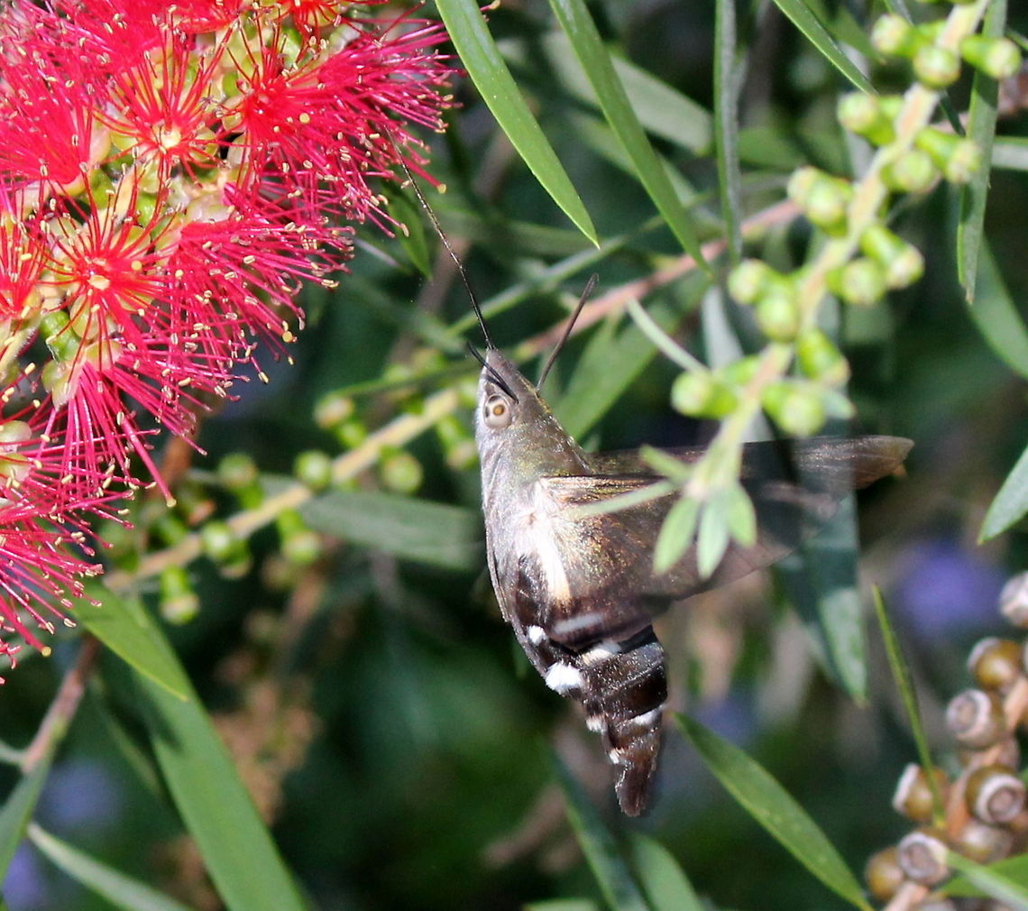 Australian Hummingbird Hawkmoth, Macroglossum micacea, Wilkesdale, SE QLD, Australia About two weeks ago I have experienced something out of my ordinary. I was talking to a friend in her garden at around 6 pm, and as we stood by a red bottle brush (Callistemon), we heard a very loud buzzing sound. The larger than normal pollinator hovered with it’s extremely rapidly beating wings near the flowers. It was just like a tiny hummingbird! We were so intrigued, we almost got fooled, but I knew that unfortunately, we do not have hummingbirds in Australia.<br />
<br />
I started craving for my camera. Soon my friend brought out her brand new Cannon hoping to maybe get a shot of this fascinating little creature, so we could get a closer look. As we have suspected this fantastic, hovering beauty was a hawkmoth. I was determined to get a closer pic and was very glad when my friend handed me her camera. I followed the very adamant creature trying to capture it’s beauty on camera. It was fast and I just stood there mesmerised by its disposition.<br />
<br />
After some time it seemed to have become accustomed to my prying presence and began to ignore me, completing it’s seemingly one pointed mission, as I ecstatically snapped away. I could have stayed there for ever, I did not want this experience to ever end. After a while though, it was time for me to leave this impressive experience behind. As I walked away, I hoped that at least some of the photos would turn out, so I can identify the creature and perhaps share its beauty with others.<br />
<br />
I asked my friend if I could borrow her SD card to copy the images onto my computer. I could not believe the treasure I have acquired. I felt so much joy, just like an excited child who has just received a brand new toy, or better yet a brand new puppy!<br />
<br />
Thus photo shows it's iridescent blue, yellow and green colours:<br />
<figure class="photo"><a href="https://www.jungledragon.com/image/26645/macroglossum_micacea.html" title="Macroglossum micacea"><img src="https://s3.amazonaws.com/media.jungledragon.com/images/2290/26645_thumb.JPG?AWSAccessKeyId=05GMT0V3GWVNE7GGM1R2&Expires=1763596810&Signature=O6khsowcmDBA1Kt%2BWPPJvO4dMCc%3D" width="200" height="174" alt="Macroglossum micacea Macroglossum micacea" /></a></figure> <br />
<br />
I have spent days trying to identify this moth as there are no other live photos of this species online. I'm still waiting for replies from entomologists. I have downloaded some fascinating science articles on moth vision and here is a summary:<br />
<br />
Hummingbird moths are actually diurnal species, meaning that they forage during the day. Besides using olfactory or scent senses, they have cololour or chromatic vision to identify their food source. Additionally they also use achromatic cues such as intensity of contrast or brightness to identify their preferred nectar sources. Like us and bees, they also use colour constancy, the ability to recognise a specific colour regardless of the illumination, which may change the shade or intensity of a colour. However, unlike us and bees, who are colourblind at night, nocturnal moths are able to discriminate flowers at starlight intensity. Moths, like us, bees and other animals learn to distinguish colours and can be trained to do so, if given a sweet reward.<br />
<br />
I wrote an article about The Exhilarating Encounter with a Hummingbird Moth, my trials to identify it and with more images of this beautiful creature on the Pollinator Link site <a href="https://pollinatorlink.wordpress.com/2015/02/16/the-exhilarating-encounter-with-a-hummingbird-moth/" rel="nofollow">https://pollinatorlink.wordpress.com/2015/02/16/the-exhilarating-encounter-with-a-hummingbird-moth/</a><br />
<br />
I will post the article of the biology of Hummingbird Hawkmoth vision at <a href="https://pollinatorlink.wordpress.com" rel="nofollow">https://pollinatorlink.wordpress.com</a> shortly.<br />
<br />
Thanks for this awesome opportunity to share our creatures.<br />
<br />
<br />
Australia,Geotagged,Humminbird Hawkmoth,Macroglossum micacea,Summer,Wilkesdale,hawkmoth vision