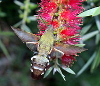 Macroglossum micacea  Macroglossum micacea