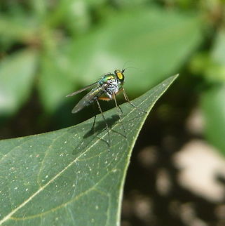 Asian Long legged fly Condylostylus species Araneus psittacinus,Geotagged,India,Summer
