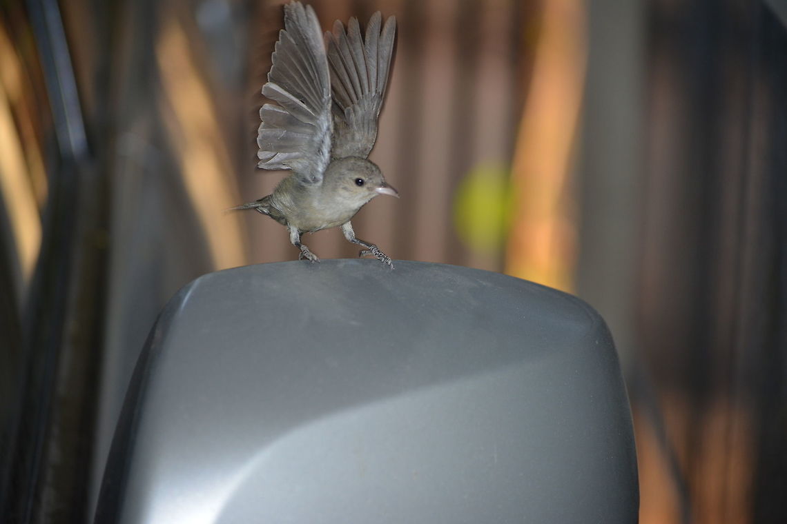 House sparrow  Dicaeum erythrorhynchos,Geotagged,House sparrow,India,Pale-billed flowerpecker,Passer domesticus,Winter