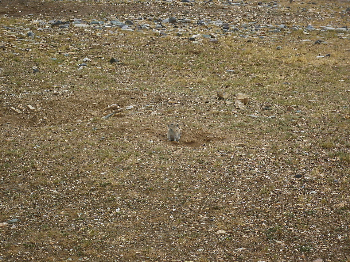 Plateau pika  China,Geotagged,Ochotona curzoniae,Plateau pika,Winter