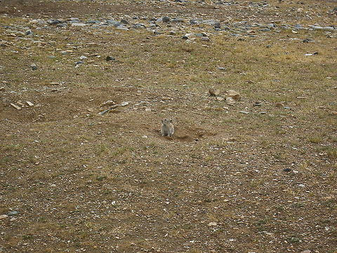 Plateau pika  China,Geotagged,Ochotona curzoniae,Plateau pika,Winter