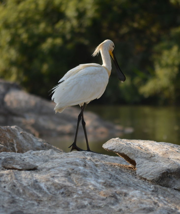 Spoon billed stork  Eurasian Spoonbill,Geotagged,India,Platalea leucorodia,Winter