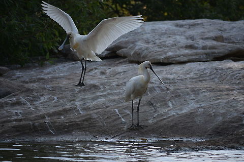 Eurasian spoonbill  Eurasian Spoonbill,Geotagged,India,Platalea leucorodia,Winter