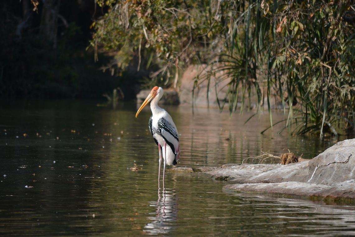 Painted stork  Geotagged,India,Mycteria leucocephala,Painted Stork,Winter