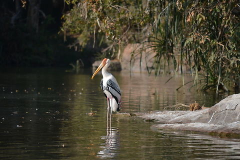 Painted stork  Geotagged,India,Mycteria leucocephala,Painted Stork,Winter
