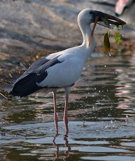 Asian openbill stork  Anastomus oscitans,Asian Openbill,Geotagged,India,Winter