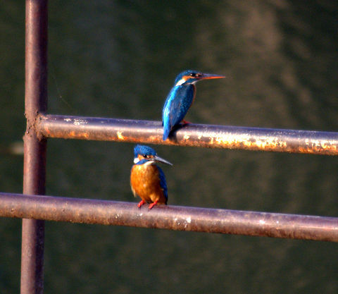 kingfisher  Alcedo atthis,Common Kingfisher,Geotagged,Winter