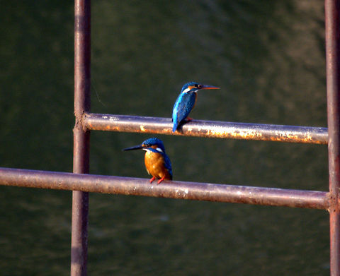 kingfisher  Alcedo atthis,Common Kingfisher,Geotagged,India,Winter