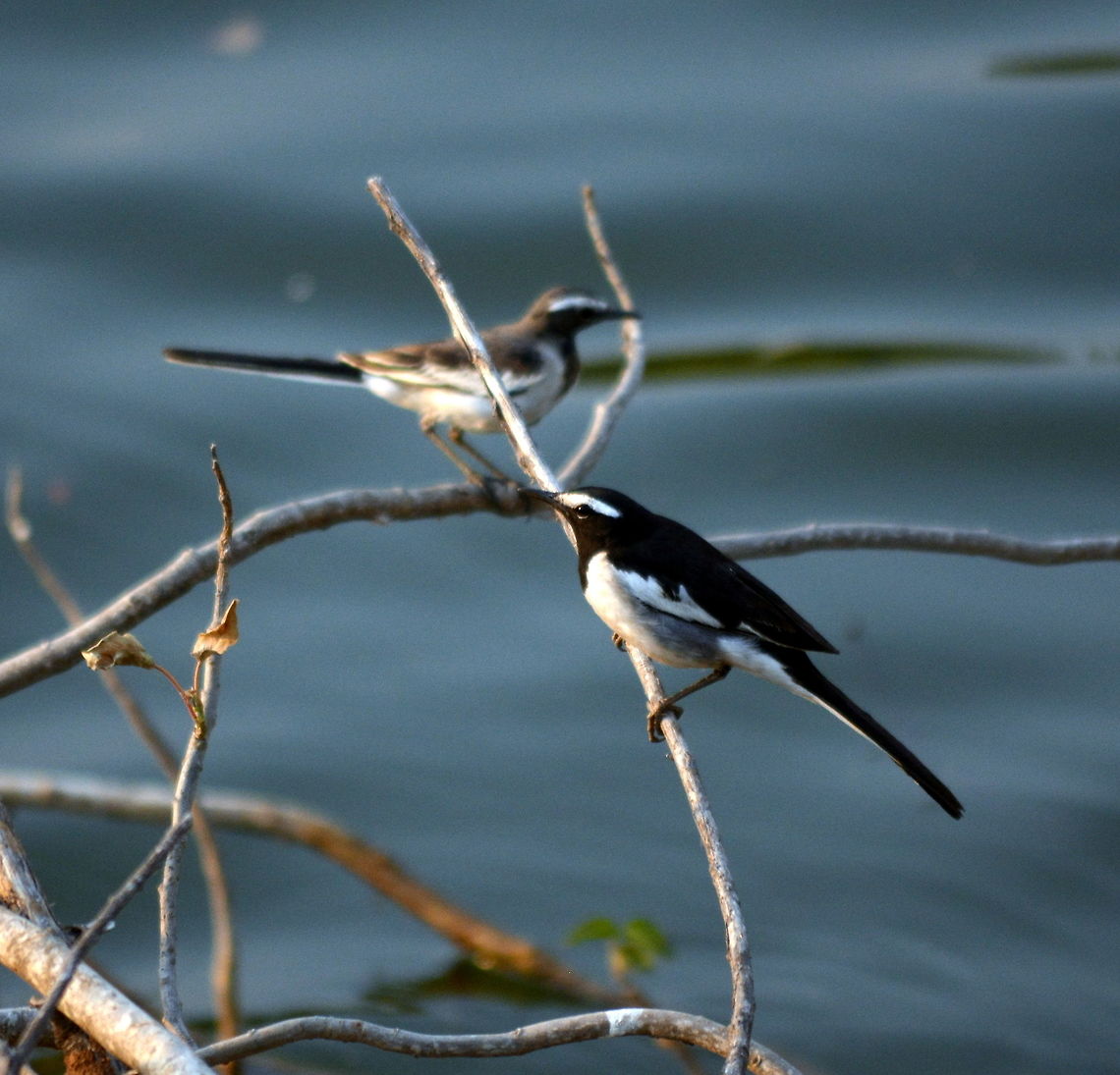 white browed wagtail  Geotagged,India,Motacilla maderaspatensis,White-browed Wagtail,Winter