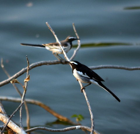 white browed wagtail  Geotagged,India,Motacilla maderaspatensis,White-browed Wagtail,Winter
