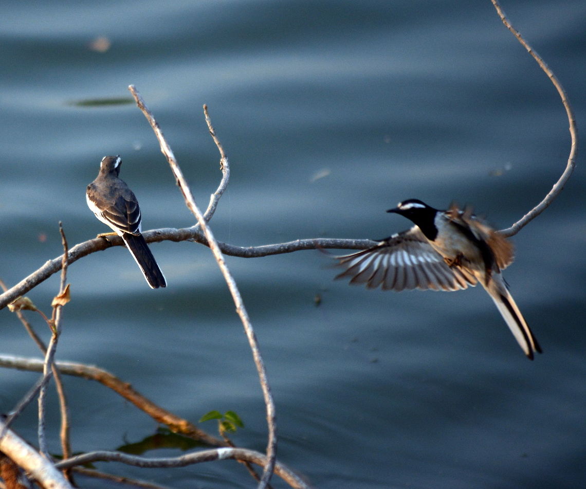white browed wagtail landing  Geotagged,India,Motacilla maderaspatensis,White-browed Wagtail,Winter